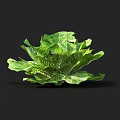 Organic Fresh Green Lettuce With Crisp Vibrant Leaves And Healthy Foliage