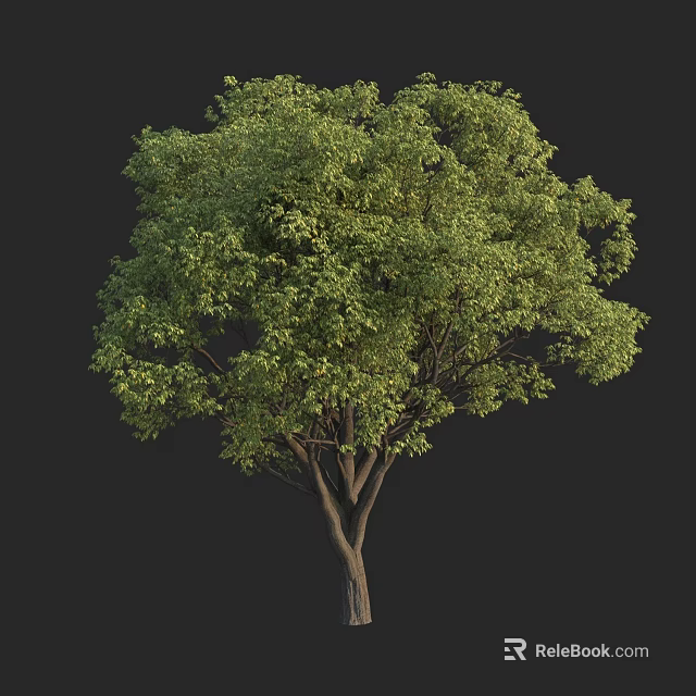 Lush Green Foliage And Tall Trunk Of Natural Arbor In Dark Background 3d model 
