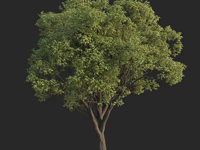 Lush Green Foliage And Tall Trunk Of Natural Arbor In Dark Background 3d model
