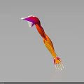Detailed Colored 3D Illustration of Human Arm Muscles Anatomical Structure