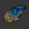 Abalone Shell With Iridescent Blue Green Purple Shiny Surface On Dark Background 3d model