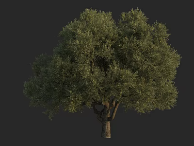 Lush Green Arbor Tree With Dense Foliage And Strong Trunk Structure 3d model