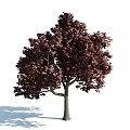 Crimson Leaf Arbor With Lush Dense Foliage And Slender Trunk In Garden