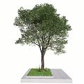 Tall Deciduous Tree With Green Leaves Brown Trunk And Concrete Platform Base