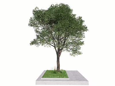 Tall Deciduous Tree With Green Leaves Brown Trunk And Concrete Platform Base 3d model