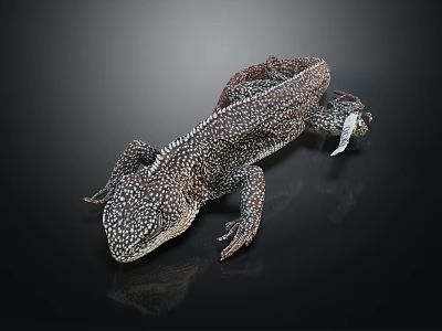 Lizard With Detailed Skin And White Spots Lying On Smooth Surface Against Black Background 3d model