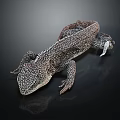 Lizard With Detailed Skin And White Spots Lying On Smooth Surface Against Black Background