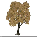 Tall Arbor Tree With Golden Yellow Autumn Leaves And Lush Canopy