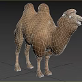Two Humped Camel Standing Gracefully In Natural Outdoor Grassland Environment
