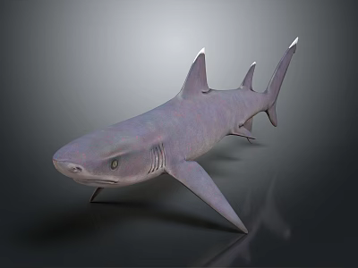 Realistic 3D Model Shark With Purple Gray Color And Shiny Surface On Dark Background 3d model
