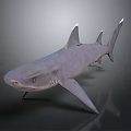 Realistic 3D Model Shark With Purple Gray Color And Shiny Surface On Dark Background