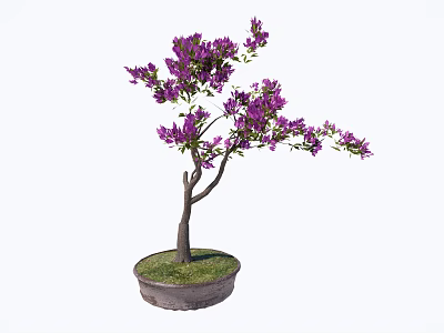 Bonsai Plant With Purple Flowers And Brown Trunk In Round Pot With Green Grass 3d model