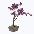 Bonsai Plant With Purple Flowers And Brown Trunk In Round Pot With Green Grass