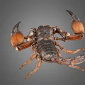 Dark Brown Scorpion With Orange Pincers And Curved Tail On Gray Background