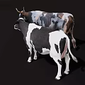 Two Standing Cows Black And White Cow With Horned Cow On Dark Background