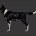 Black and white dog standing on black background with clear reflection 3d model