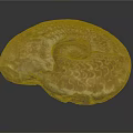 Natural Stone Ammonite Fossil Sculpture With Intricate Spiral Patterns And Textured Surface