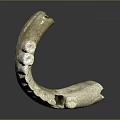 Detailed Close Up View Of Ancient Jawbone Organ With Curved Structure And Fossilized Teeth