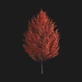 Beautiful Vibrant Autumn Arbor With Red Foliage Isolated On Black Background