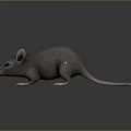 Realistic Grey Mouse With Large Ears And Long Tail On Dark Reflective Surface 3d model