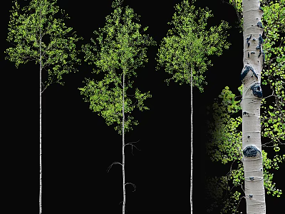 Tall Straight Deciduous Trees with White Spotted Trunks and Lush Green Foliage 3d model