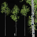 Tall Straight Deciduous Trees with White Spotted Trunks and Lush Green Foliage