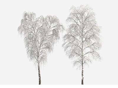 Plants Trees Big Trees Winter Trees 3d model