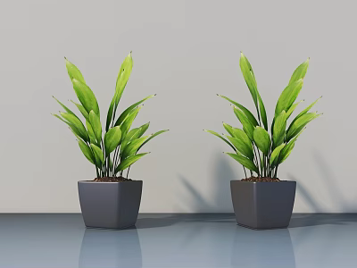 Two Bonsai Potted Plants in Gray Square Pots On Smooth Countertop With Light Gray Wall 3d model