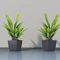 Two Bonsai Potted Plants in Gray Square Pots On Smooth Countertop With Light Gray Wall