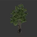 Three Trees With Thick Trunks Lush Green Leaves And Small Human Figures For Size Comparison