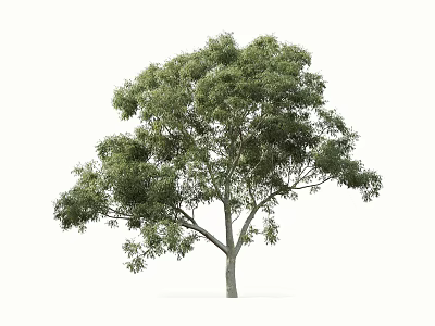 Single Lush Green Tree With Dense Foliage And Strong Trunk In Natural Form 3d model