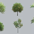 Diverse Arbor Trees Featuring Various Leaf Shapes And Fruit Bearing Branches 3d model