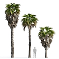 Modern Palm Tree 3d model