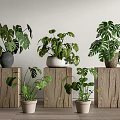 Bonsai Potted Monstera Plants of Various Sizes on Wooden Stands for Indoor Decoration