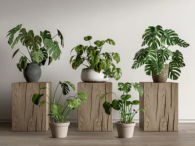 Bonsai Potted Monstera Plants of Various Sizes on Wooden Stands for Indoor Decoration 3d model