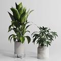 Indoor and outdoor green plants potted plant furnishings 3d model