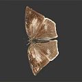 Brown and White Butterfly with Spread Wings on Black Background 3d model