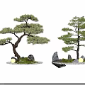 Artistic Two Bonsai Tree Plant Combinations With Stones Moss And Small Lights