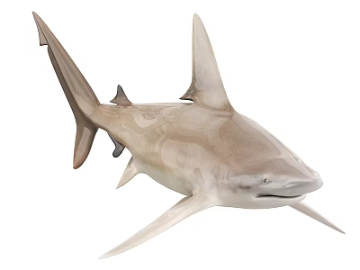 Realistic Shark Aquatic Animal Figure With Light Brown And White Body And Sharp Fins 3d model