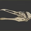 Detailed Bird Skull Anatomical Model Medical Device with Gray Background and Reflection