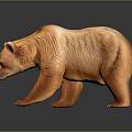 Brown Bear With Textured Brown Fur Standing On Reflective Gray Background
