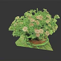 Vibrant Pink Flowers In Ceramic Pot On Red Wooden Tray With Black Background