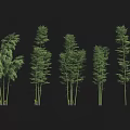 Tall Bamboo Stalks with Lush Green Leaves in Natural Forest Setting