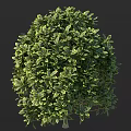Lush Green Shrub With Dense Foliage And Vibrant Leaf Texture In Garden