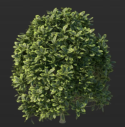 Lush Green Shrub With Dense Foliage And Vibrant Leaf Texture In Garden 3d model