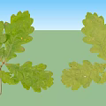 Four Green Oak Leaves Arranged on White Background in Two Rows 3d model