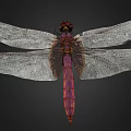 Purple Dragonfly With Red Eyes And Transparent Wings On Black Background 3d model