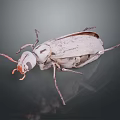 Grey Beetle With Orange Antennae And Detailed Texture On Dark Background Showing Reflection 3d model