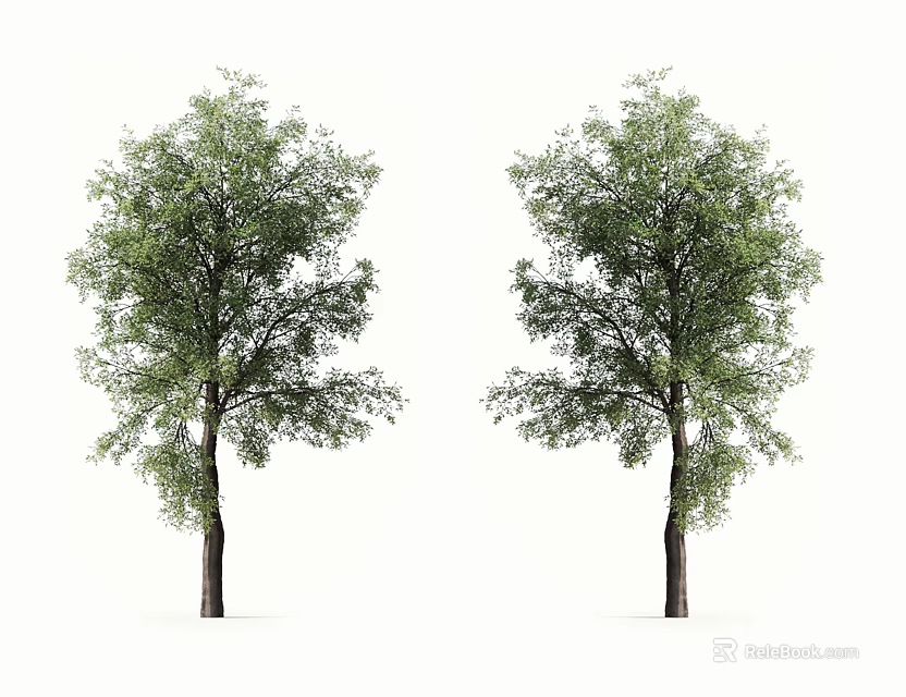 Two Arbor Trees with Lush Green Foliage and Brown Trunks 3d model