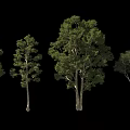 Arbor Trees In Various Sizes Shapes With Green Foliage On Black Background